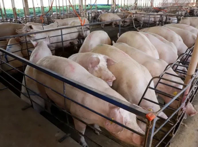 Mato Grosso do Sul Registra Crescimento de 50% na Suinocultura com Incentivos Superiores a R$ 300 Milhões