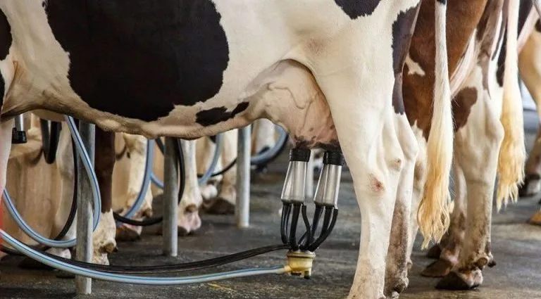 Projeto de Lei Proíbe Compra de Leite Importado por Órgãos Públicos