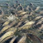 Peixe BR celebra aprovação de projeto que moderniza a legislação da aquicultura