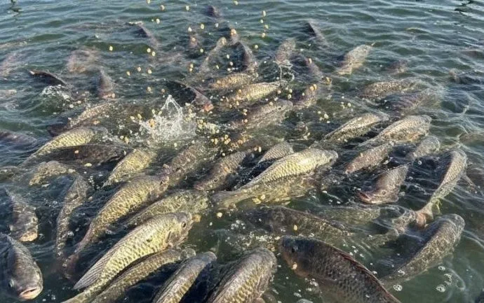 Peixe BR celebra aprovação de projeto que moderniza a legislação da aquicultura Peixe BR celebra aprovação de projeto que moderniza a legislação da aquicultura