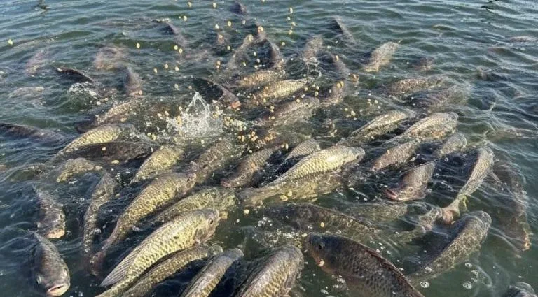 Peixe BR celebra aprovação de projeto que moderniza a legislação da aquicultura