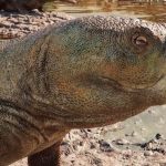 Descoberta de Réptil com Bico de Papagaio no Rio Grande do Sul