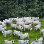 Arroba do boi gordo atinge US$ 70, nível não visto desde 2022