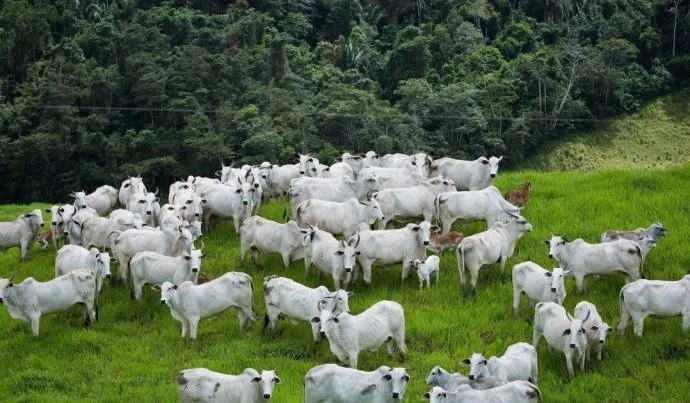 Arroba do boi gordo atinge US$ 70, nível não visto desde 2022