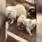 Polícia Fecha Canil Irregular e Prende Casal por Maus-Tratos a Animais em Dois Irmãos (RS)