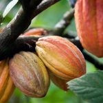 Hospital do GRAACC arrecada R milhões em leilão de Páscoa