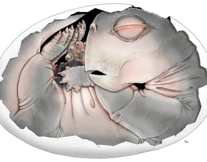 Descoberta de Fóssil Revela Ancestral de Mamífero que Colocava Ovos