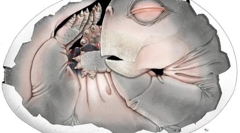 Descoberta de Fóssil Revela Ancestral de Mamífero que Colocava Ovos