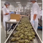 Produção de Linguiças: Um Olhar Detalhado sobre o Processo de Fabricação