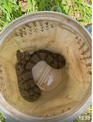 Captura de Jiboia em Campo Grande Mobiliza Polícia Ambiental