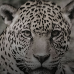 PMA de Miranda investiga atropelamento de onça-pintada na BR-262