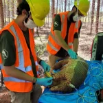 Registro inédito de tatu-canastra grávida é feito em área da Suzano no Mato Grosso do Sul