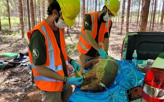 Registro inédito de tatu-canastra grávida é feito em área da Suzano no Mato Grosso do Sul