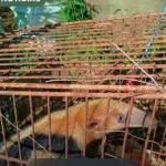 Tamanduá-mirim resgatado em Miranda é devolvido à natureza