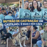 MUTIRÃO DE CASTRAÇÃO EM CASTILHO 2 DIAS E 460 CÃES