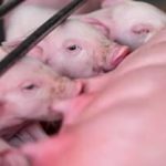 Custos de Produção de Suínos Caem pelo Terceiro Mês, enquanto Frangos Mantêm Estabilidade em Março