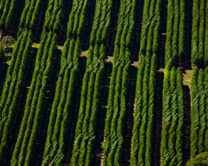 Suzano abre sete oportunidades de emprego em Mato Grosso do Sul
