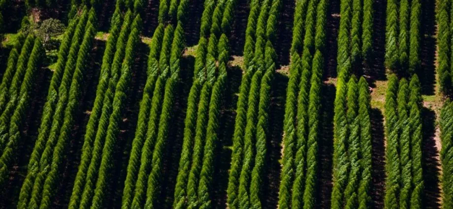Suzano abre sete oportunidades de emprego em Mato Grosso do Sul Suzano abre sete oportunidades de emprego em Mato Grosso do Sul