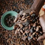 Cacau tem queda em Nova York com aumento da oferta global