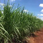 Produção de cana-de-açúcar sofre leve queda, mas mantém índices históricos