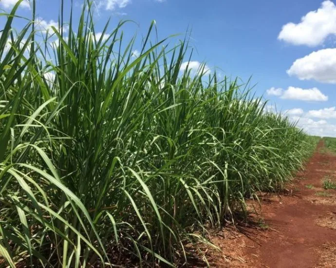 Produção de cana-de-açúcar sofre leve queda, mas mantém índices históricos