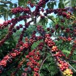 Projeção indica superávit de café em 2026, com Brasil liderando produção