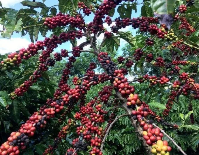 Projeção indica superávit de café em 2026, com Brasil liderando produção