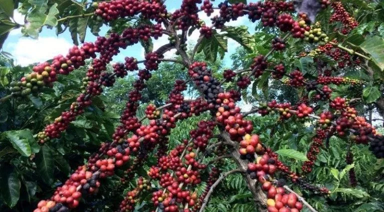 Projeção indica superávit de café em 2026, com Brasil liderando produção Projeção indica superávit de café em 2026, com Brasil liderando produção