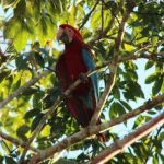 Nascimento de Filhotes de Arara-vermelha-grande Marca Reintrodução na Mata Atlântica
