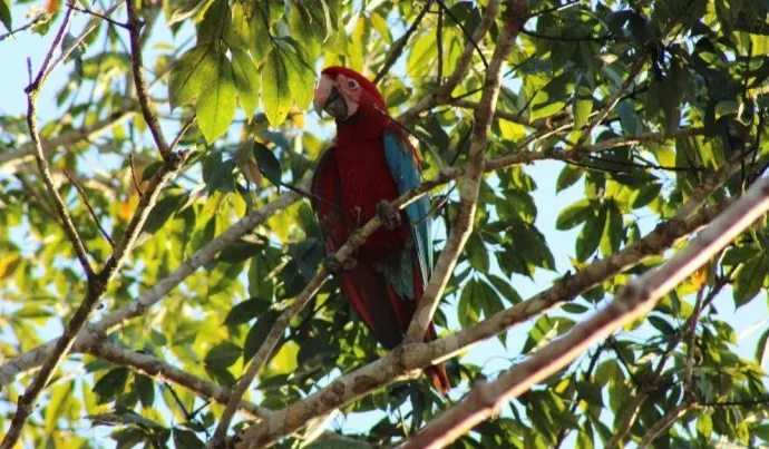 Nascimento de Filhotes de Arara-vermelha-grande Marca Reintrodução na Mata Atlântica Nascimento de Filhotes de Arara-vermelha-grande Marca Reintrodução na Mata Atlântica