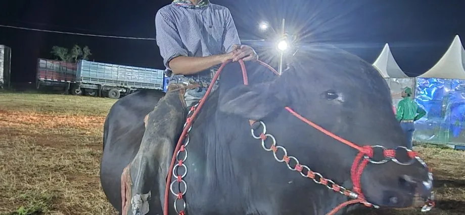 VÍDEO: Bastidores da entrada das bandeiras movimentam a arena da Festa do Peão em Castilho 2026 VÍDEO: Bastidores da entrada das bandeiras movimentam a arena da Festa do Peão em Castilho 2026