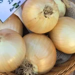 Embrapa lança cebola híbrida resistente ao calor para cultivo no verão