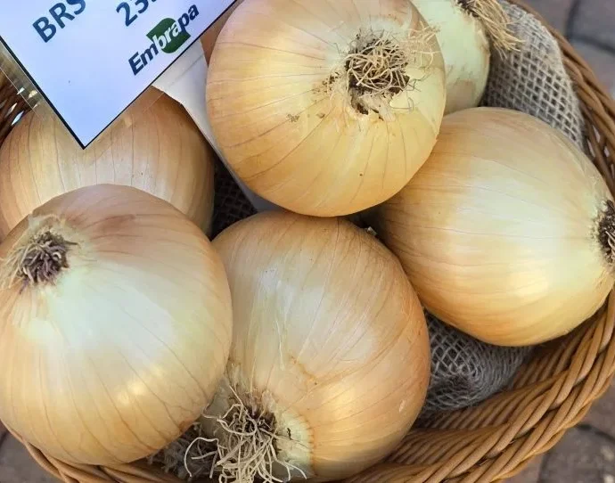Embrapa lança cebola híbrida resistente ao calor para cultivo no verão