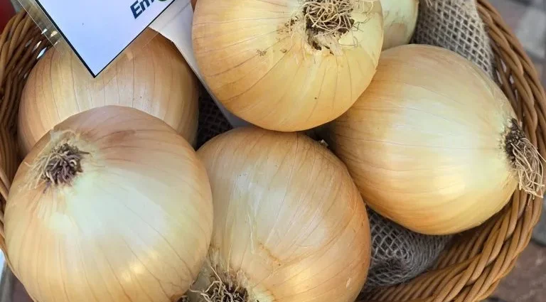 Embrapa lança cebola híbrida resistente ao calor para cultivo no verão