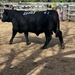 SOLDERA CONQUISTA GRANDE CAMPEONATO ANGUS INDIVIDUAL EM URUGUAIANA