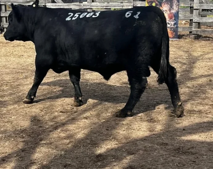 SOLDERA CONQUISTA GRANDE CAMPEONATO ANGUS INDIVIDUAL EM URUGUAIANA