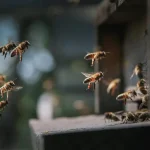 Importância das abelhas e os riscos de seu desaparecimento