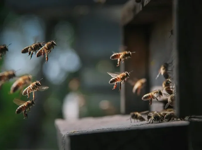 Importância das abelhas e os riscos de seu desaparecimento