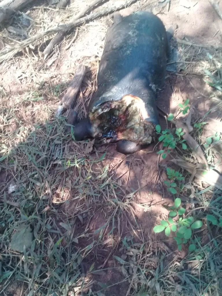 Resgate de 21 Suínos em Castilho: Ação Combate Maus-Tratos Animais
