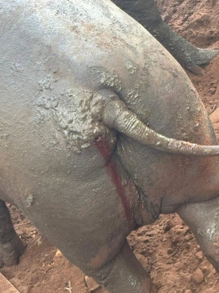Resgate de 21 Suínos em Castilho: Ação Combate Maus-Tratos Animais