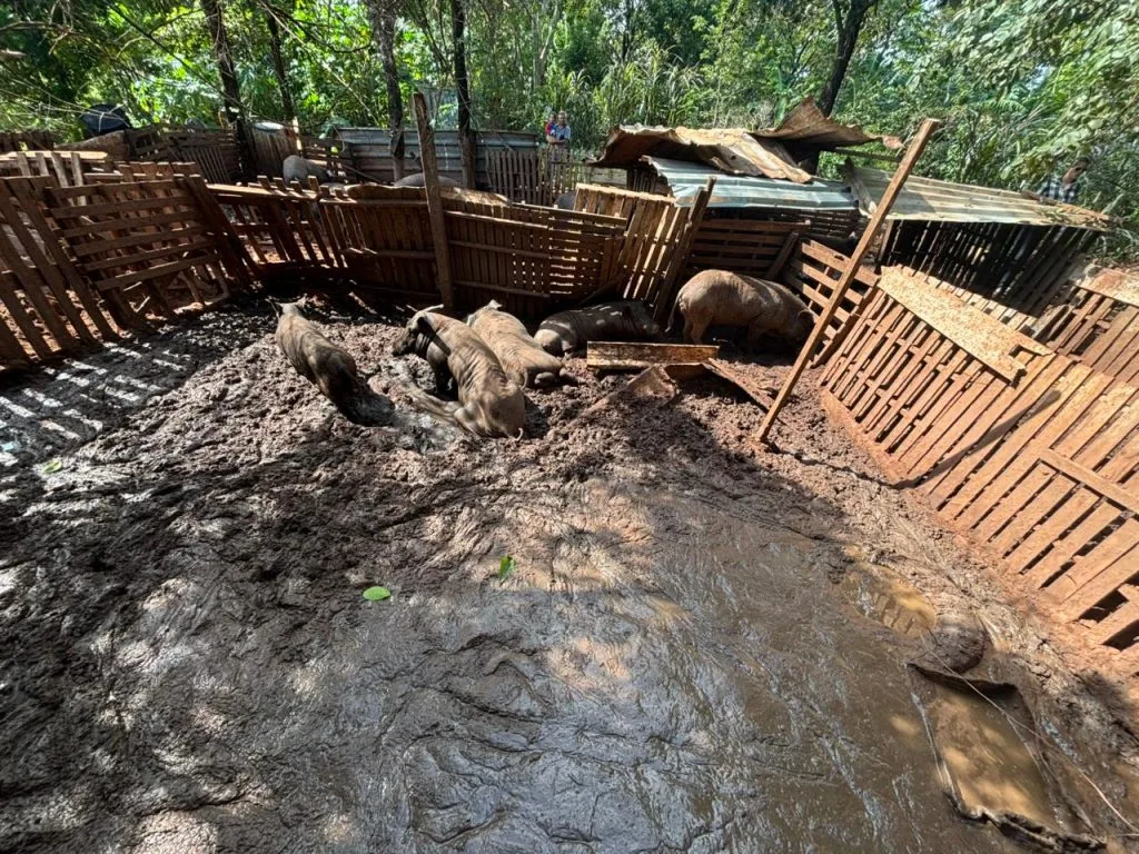 Resgate de 21 Suínos em Castilho: Ação Combate Maus-Tratos Animais