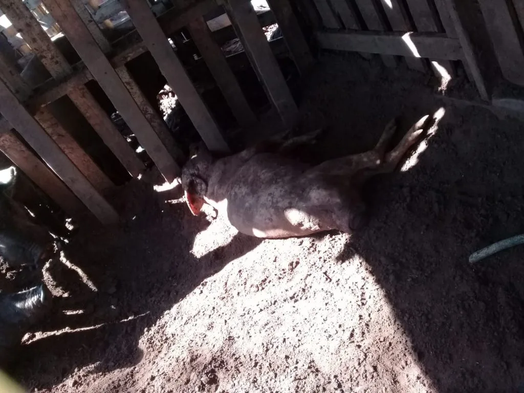 Resgate de 21 Suínos em Castilho: Ação Combate Maus-Tratos Animais