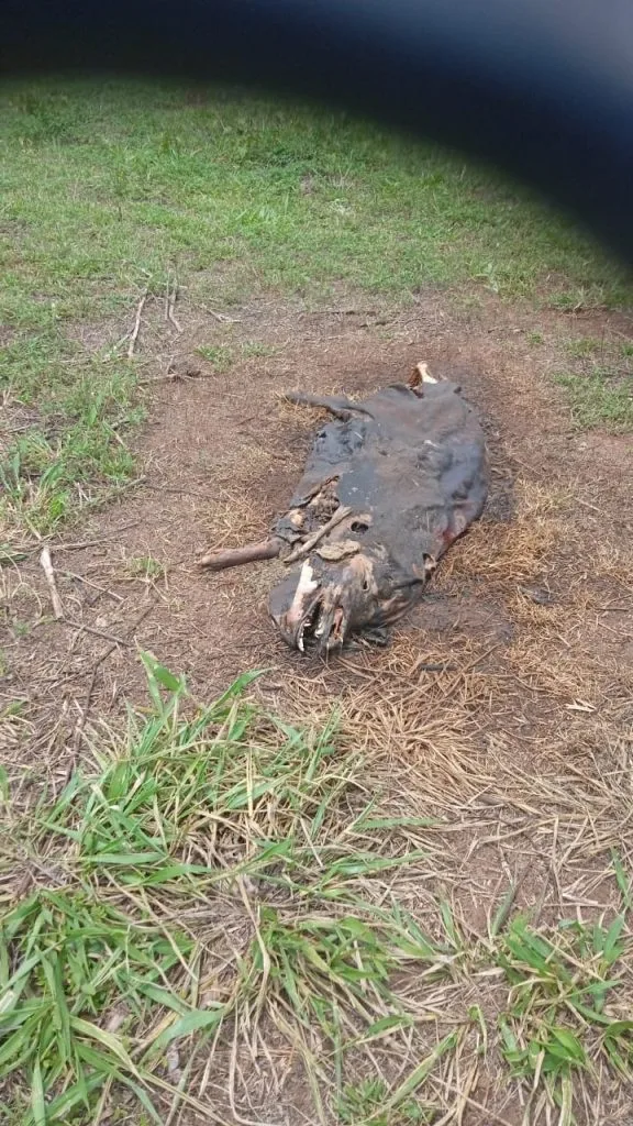 Resgate de 21 Suínos em Castilho: Ação Combate Maus-Tratos Animais