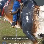 Vídeo: é hoje! Festa do Peão em Castilho 2026 começa nesta quinta-feira