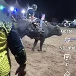 VÍDEO: Touros já estão prontos para a abertura do rodeio em Castilho