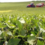 INCEERTEZAS NO MERCADO DE FERTILIZANTES AMEAÇAM SAFRA BRASILEIRA DE SOJA