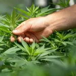 Anvisa facilita acesso a produtos de cannabis com nova regulamentação