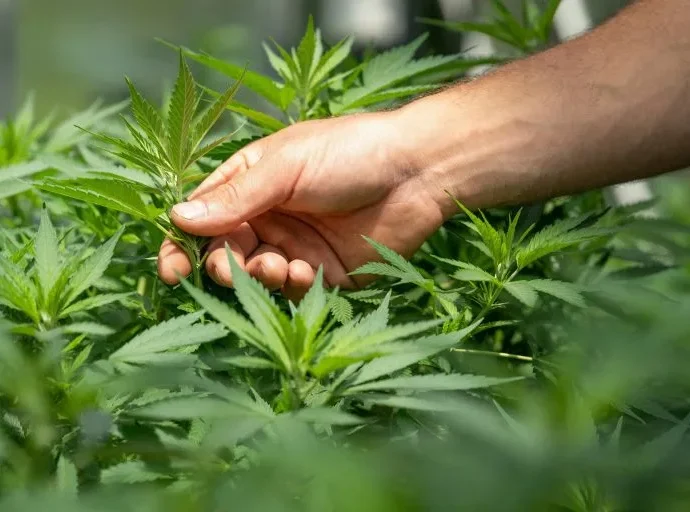 Anvisa facilita acesso a produtos de cannabis com nova regulamentação Anvisa facilita acesso a produtos de cannabis com nova regulamentação