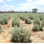 Microrganismos ajudam no cultivo de milho em solos salinos