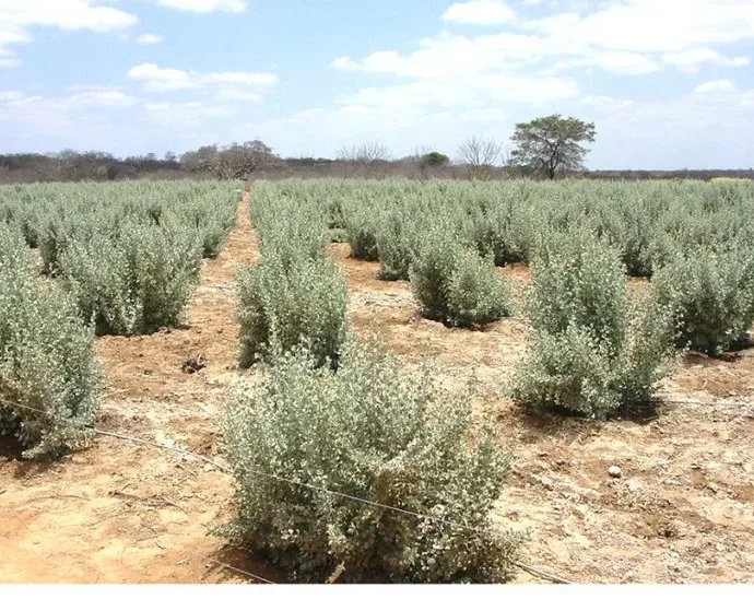 Microrganismos ajudam no cultivo de milho em solos salinos